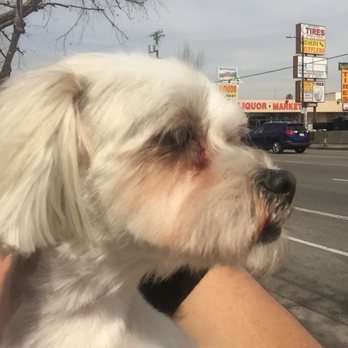 Sue's Grooming - Pet Groomers Near Me - Reseda, California