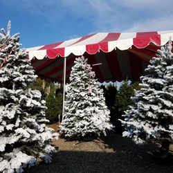 Enchanted Country Trees - Green Mountain - We have some pre-flocked trees and also offer flocking to your liking