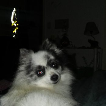 Pet Bath & Beyond - Aspen - Pet Groomers Near Me - San Antonio, Texas