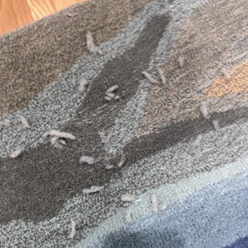 Daisy Fresh Carpet Cleaning - Carpet Cleaning Near Me - Centreville, Virginia Daisy Fresh Carpet Cleaning - Carpet Cleaning Near Me - Centreville, Virginia