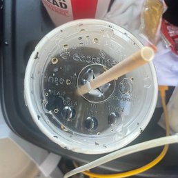 Bugs around the edge of the lid.