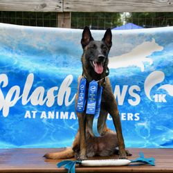 Marvelous K9 Dog Training