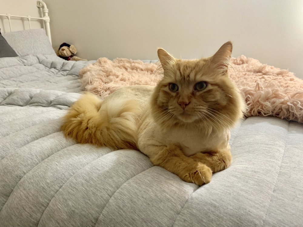 MAIN STREET ANIMAL HOSPITAL 14 Photos & 35 Reviews 33 E Main St