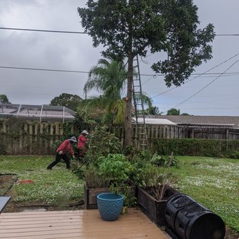 Out On a Limb Tree Service - Process of removing our avocado tree. - Tree Services Near Me Out On a Limb Tree Service - Process of removing our avocado tree. - Tree Services Near Me