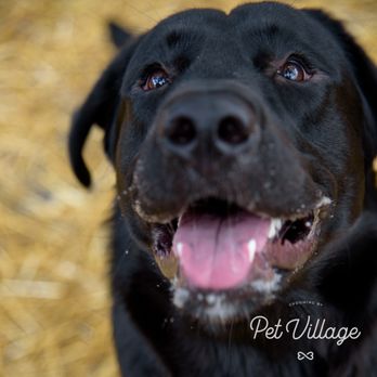 Pet Village - Pet Groomers Near Me - Toronto, Ontario Pet Village - Pet Groomers Near Me - Toronto, Ontario