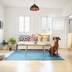 Dirt Ninja - We love pets!