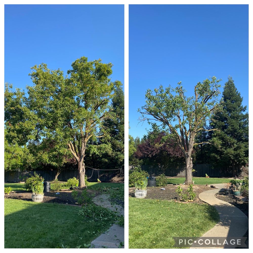 Genesis Tree Services - tree service in Sacramento, CA
