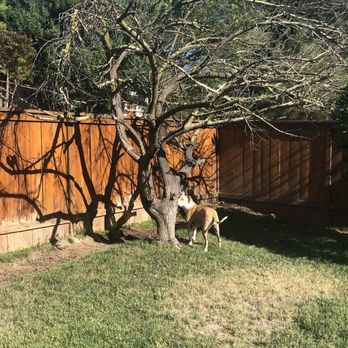 ArborCare Tree Care - Tree that was removed - Tree Services Near Me ArborCare Tree Care - Tree that was removed - Tree Services Near Me