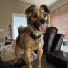 Jamies Dog Care  gift card