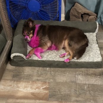K-9 Pro Cuts - Pet Groomers Near Me - Flowood, Mississippi K-9 Pro Cuts - Pet Groomers Near Me - Flowood, Mississippi