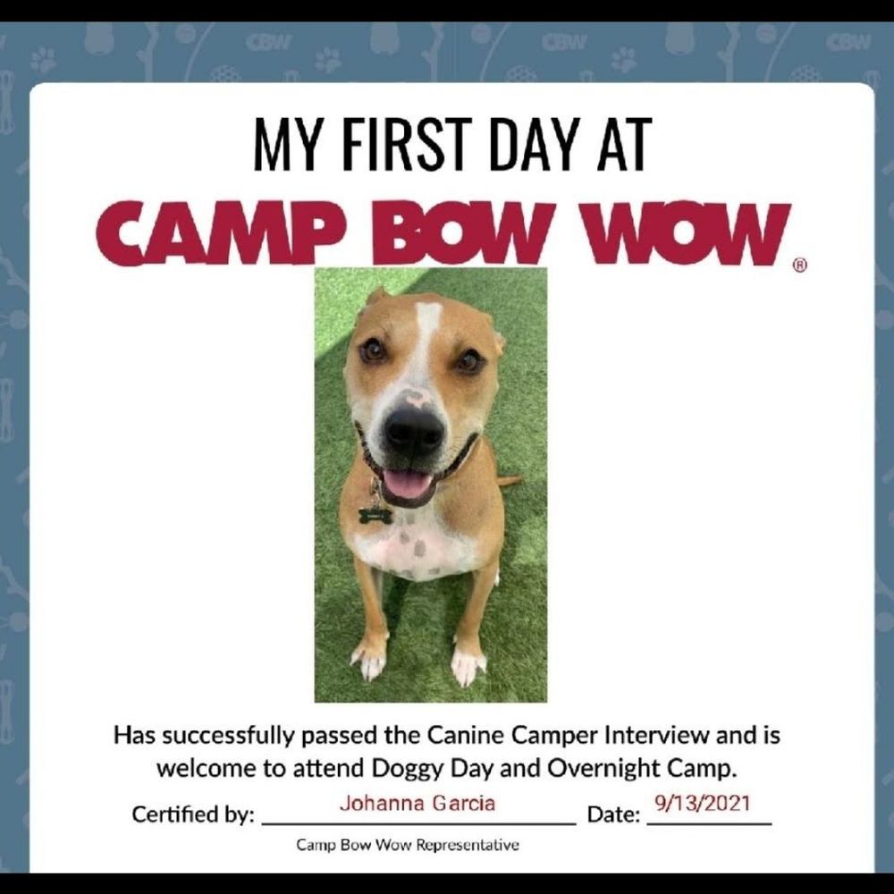 Camp Bow Wow Anaheim - Pet Boarding Near Me - Anaheim, California