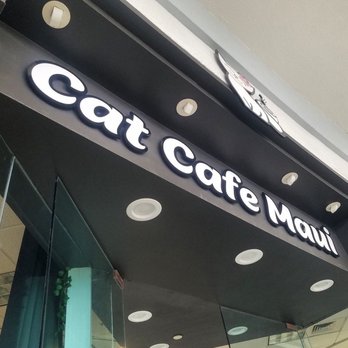 Cat Cafe Maui - Pet Adoption Near Me - Kahului, Hawaii