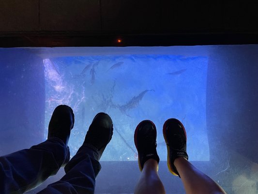The Florida Aquarium by null