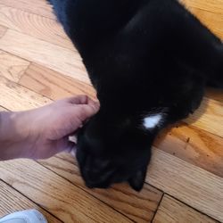 Pawfessional Pet Care