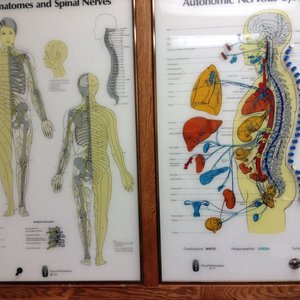 Photo of Timothy Jennings, BME BCAK DC - San Jose, CA, United States. The nervous system electronic chart.