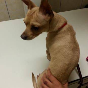 north loop low cost pet clinic