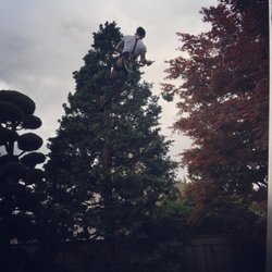 Tillis Tree Care