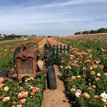 The Flower Fields - A great spot for photos - Venues & Event Spaces Near Me - Carlsbad, California The Flower Fields - A great spot for photos - Venues & Event Spaces Near Me - Carlsbad, California