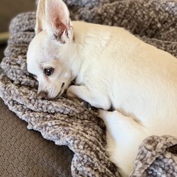 Little White Dog