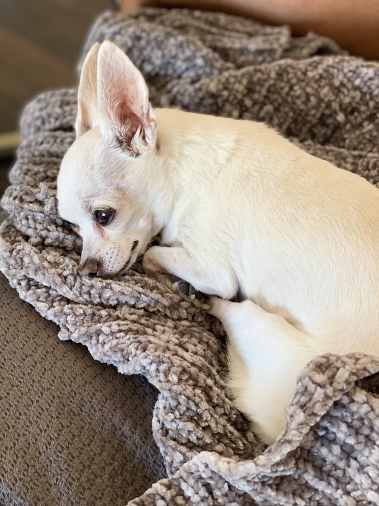 Little White Dog - pet boarding facility in Las Vegas, NV