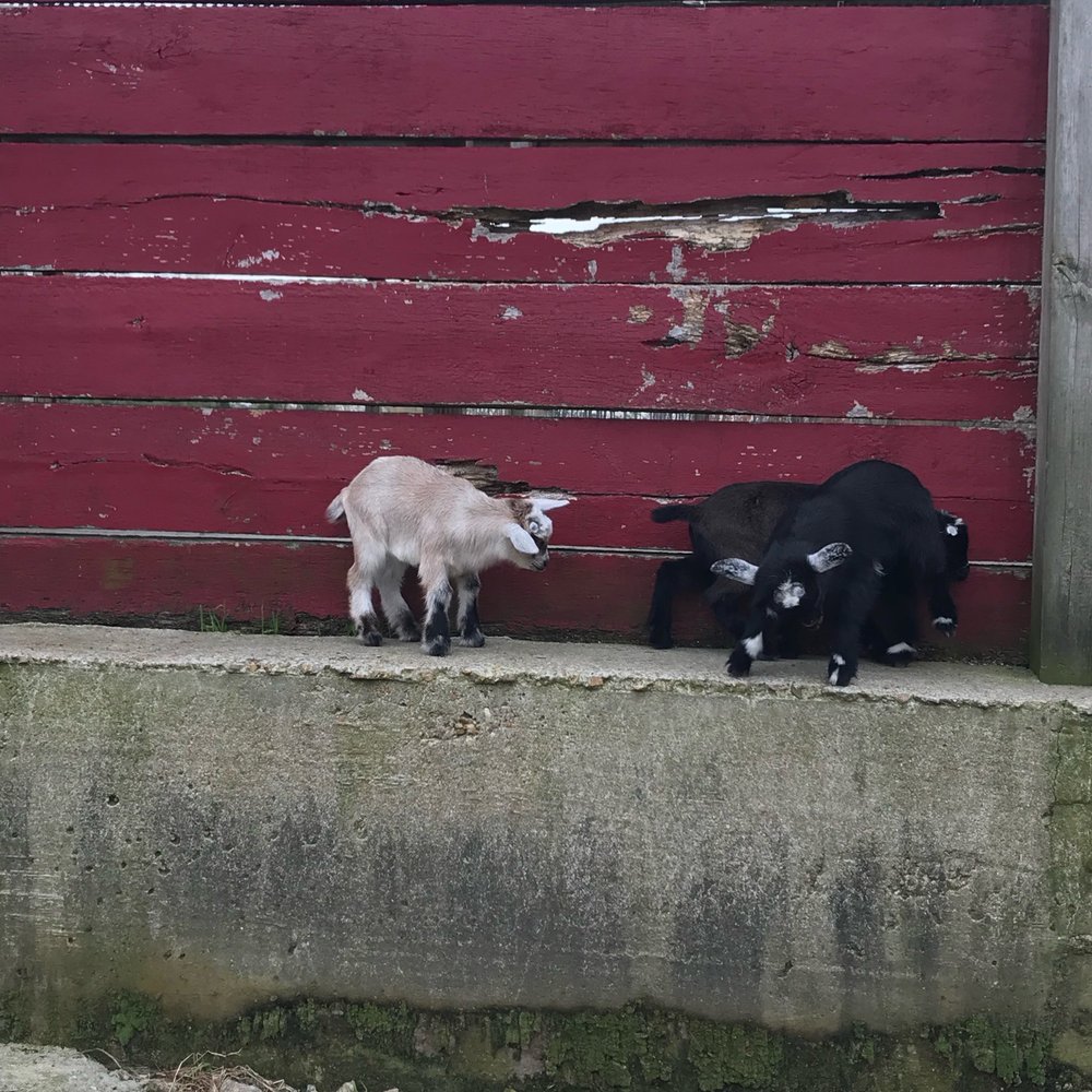 Bergey's Breadbasket - Baby goats - Bakeries Near Me - Chesapeake, Virginia Bergey's Breadbasket - Baby goats - Bakeries Near Me - Chesapeake, Virginia