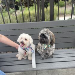 Civita Dog Park