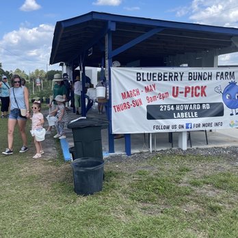 Blueberry Bunch Farm - Do-It-Yourself Food Near Me - LaBelle, Florida Blueberry Bunch Farm - Do-It-Yourself Food Near Me - LaBelle, Florida