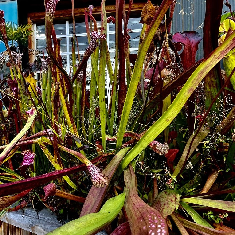 Indoor Sun Shoppe - Nurseries & Gardening Near Me - Seattle, Washington Indoor Sun Shoppe - Nurseries & Gardening Near Me - Seattle, Washington