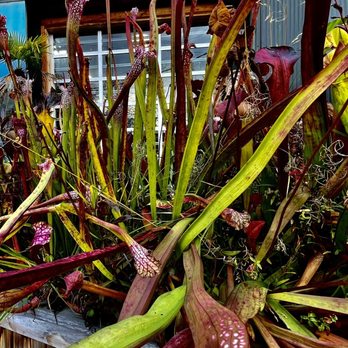 Indoor Sun Shoppe - Nurseries & Gardening Near Me - Seattle, Washington Indoor Sun Shoppe - Nurseries & Gardening Near Me - Seattle, Washington