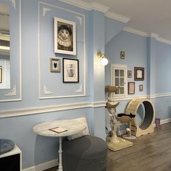 Meow Maison