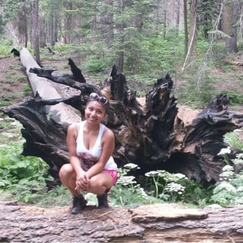 Moro Rock - Kool burnt looking flower tree lol - Hiking Near Me Moro Rock - Kool burnt looking flower tree lol - Hiking Near Me