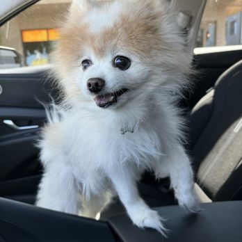 Smelly Dog - Before - Pet Groomers Near Me - Phoenix, Arizona Smelly Dog - Before - Pet Groomers Near Me - Phoenix, Arizona