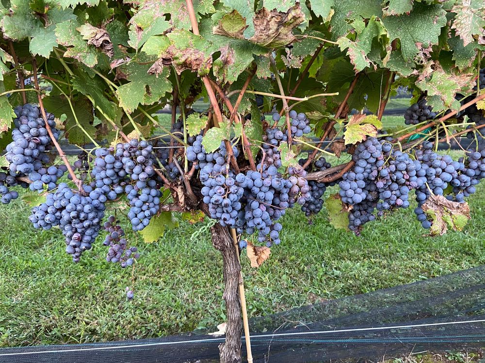 STONEY BROOK VINEYARDS Updated August 2024 15 Photos 516 Stoney