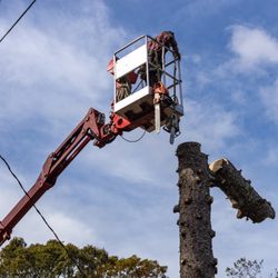 BSJ Tree Service