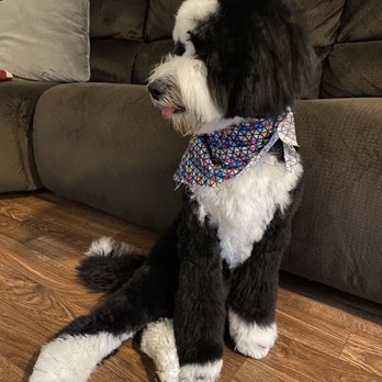MNJ Kennels - Pet Breeders Near Me MNJ Kennels - Pet Breeders Near Me