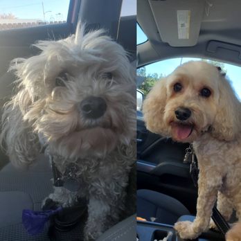 Doggie Spa - Before and after! - Pet Groomers Near Me - Corona, California Doggie Spa - Before and after! - Pet Groomers Near Me - Corona, California