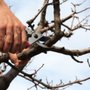 Photo of North Country Tree and Garden Services