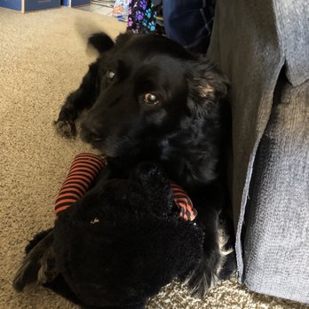 Pet Home Euthanasia Service - The best dog I've ever known - Pet Cremation Services Near Me Pet Home Euthanasia Service - The best dog I've ever known - Pet Cremation Services Near Me