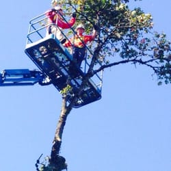 A to Z Tree Care And services