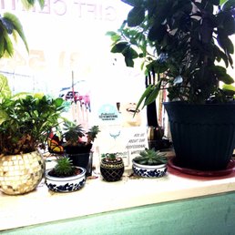 Lots of plants. The teeth whitening is for a local dental office. Just showing the window plants. Lots of plants. The teeth whitening is for a local dental office. Just showing the window plants.
