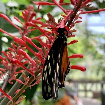 Butterfly Pavilion - Museums Near Me - Westminster, Colorado