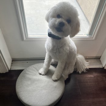 Healthy Spot - Long Beach - Pet Sitting Near Me - Long Beach, California Healthy Spot - Long Beach - Pet Sitting Near Me - Long Beach, California