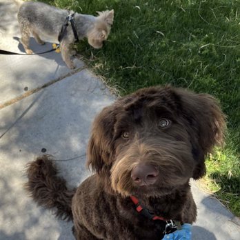 Bark and Bubbles Blowdry Bar - Pet Groomers Near Me - Scottsdale, Arizona