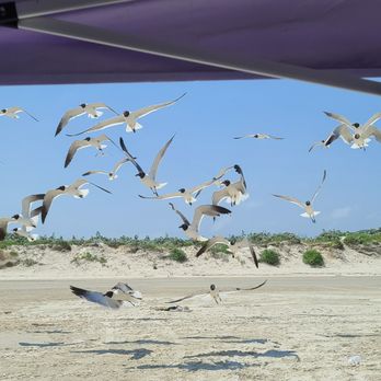 Beachcomber Motel & Condos - Feeding them plain popcorn, and they LOVED it!!! - Hotels Near Me - Port Aransas, Texas Beachcomber Motel & Condos - Feeding them plain popcorn, and they LOVED it!!! - Hotels Near Me - Port Aransas, Texas
