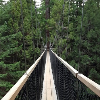 Redwoods Treewalk & Nightlights - More tree walk - Parks Near Me - Rotorua, BOP