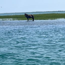 Wild horses at Shackleford Banks. Our guide Carter kept us far away to avoid spooking them but close enough to see.