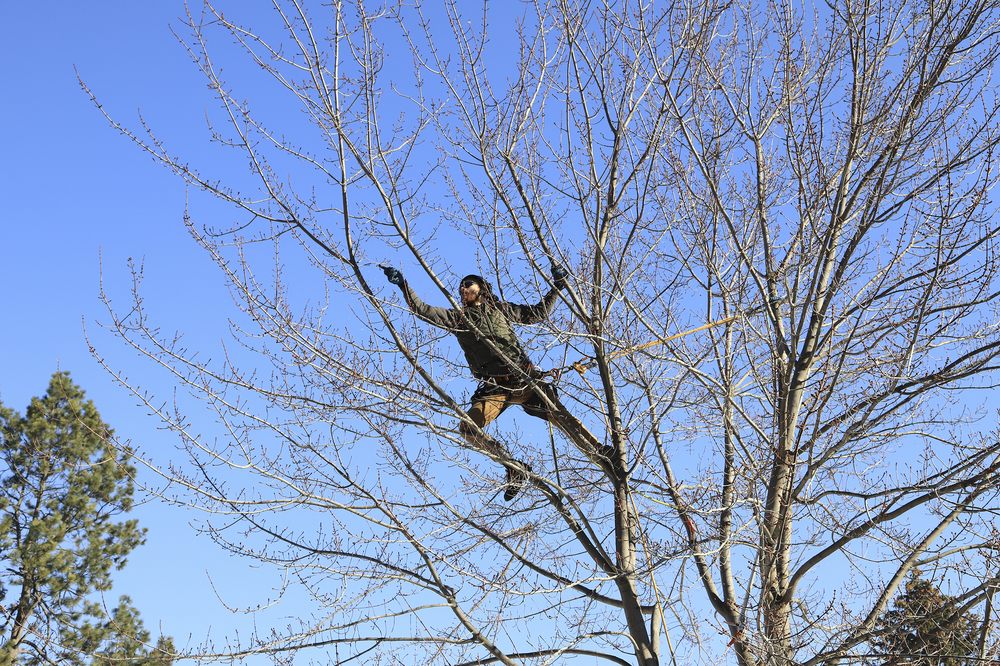 Spirit Pruners - tree service in Spokane, WA