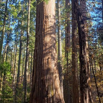 Calaveras Big Trees State Park - Parks Near Me - Arnold, California Calaveras Big Trees State Park - Parks Near Me - Arnold, California