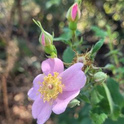 San Marcos Foothills Preserve