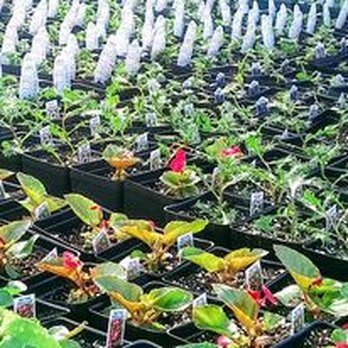 Laura's Garden - Hundreds of annuals, perennials, vegetables and herbs to choose from - Nurseries & Gardening Near Me - Salem, New York